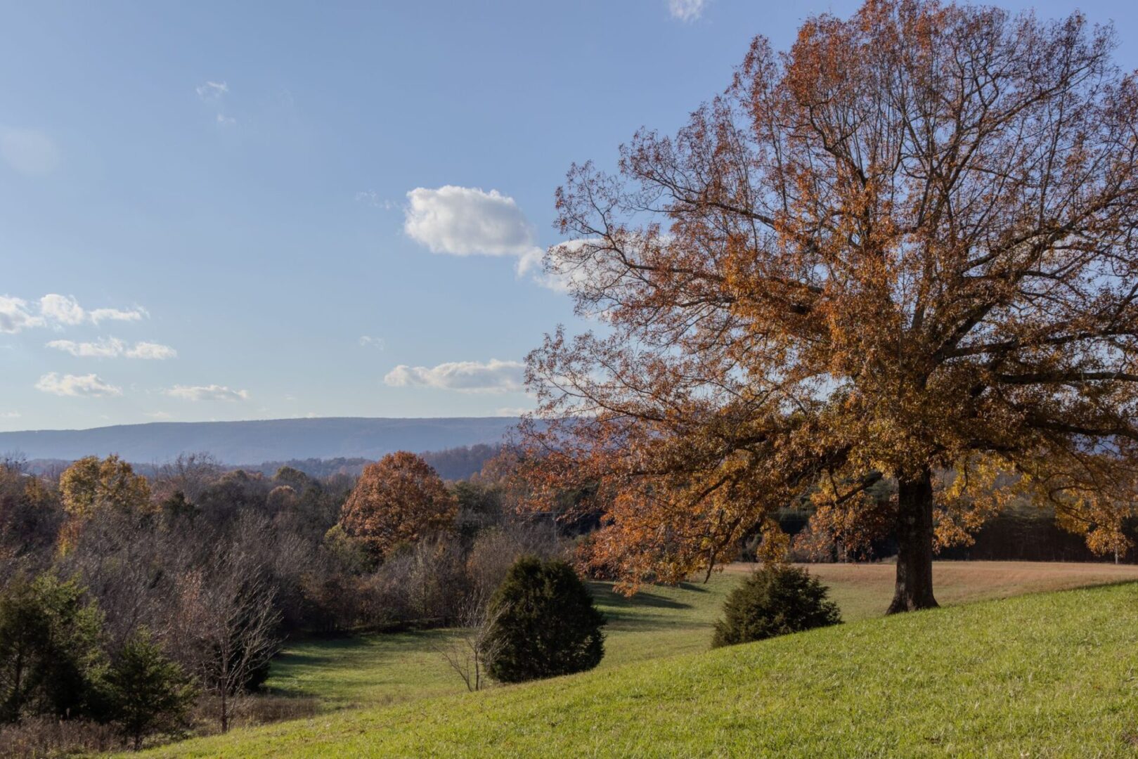 A tree in the middle of a field with mountains in the background.